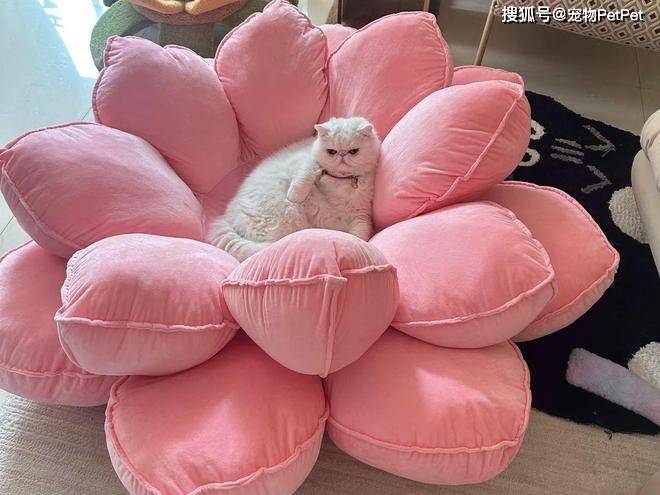 原創(chuàng)花重金買蓮花座貓窩，貓咪卻死活不肯上去：還不如快遞紙箱呢！