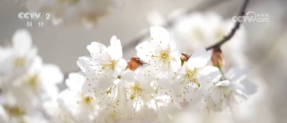 “美食+非遺”融入春日賞花之旅 各地搶抓“美麗經(jīng)濟”流量紅利促消費