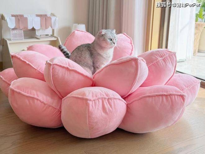 原創(chuàng)花重金買蓮花座貓窩，貓咪卻死活不肯上去：還不如快遞紙箱呢！