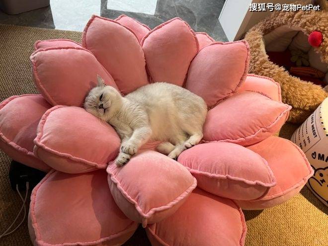 原創(chuàng)花重金買蓮花座貓窩，貓咪卻死活不肯上去：還不如快遞紙箱呢！