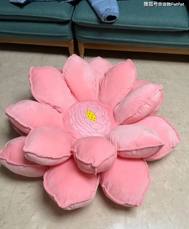 原創(chuàng)花重金買蓮花座貓窩，貓咪卻死活不肯上去：還不如快遞紙箱呢！