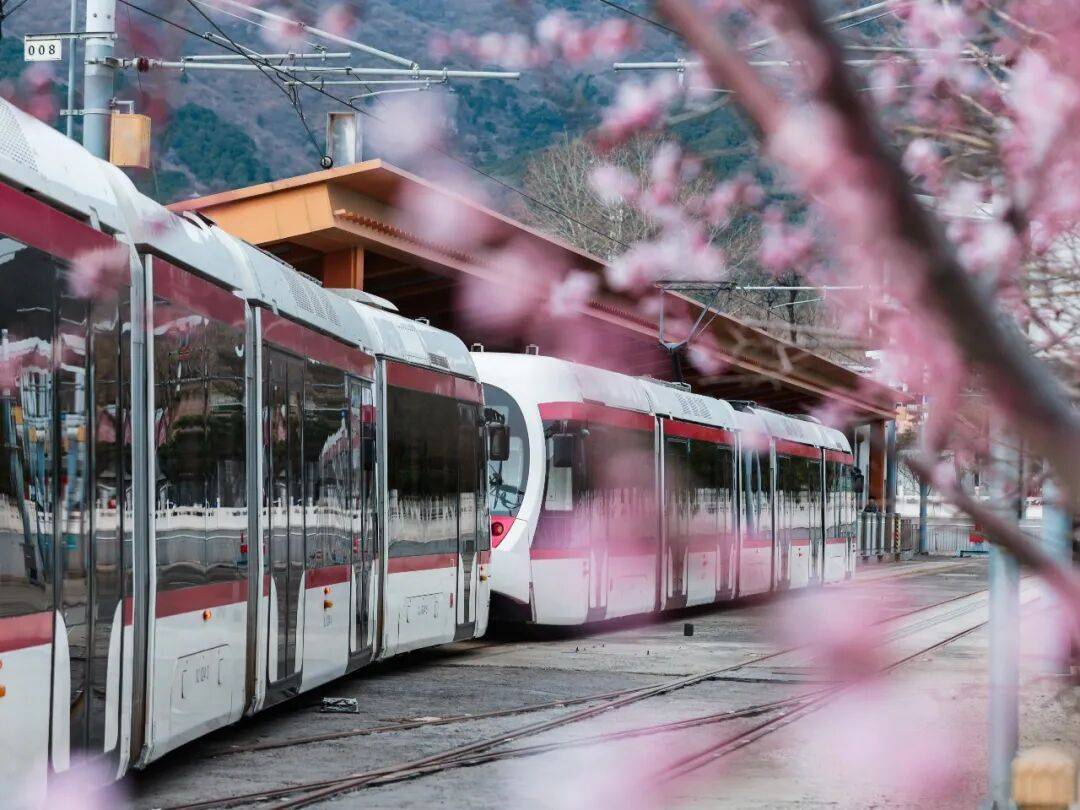 收藏！北京這個三月乘著“最美西郊線”穿越花海，最佳乘車時間和路線——