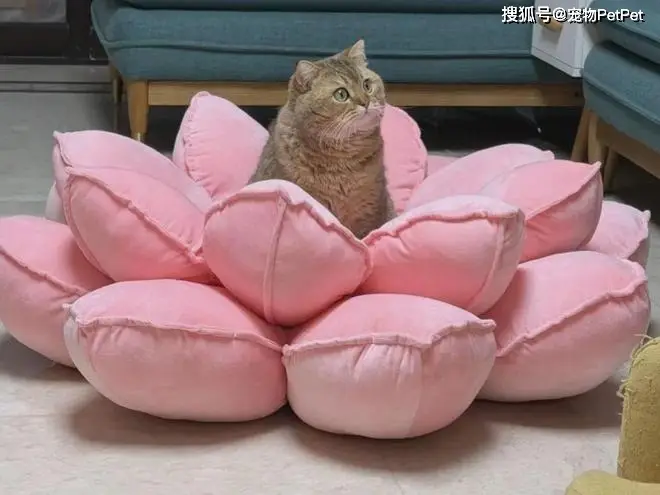 原創(chuàng)花重金買蓮花座貓窩，貓咪卻死活不肯上去：還不如快遞紙箱呢！