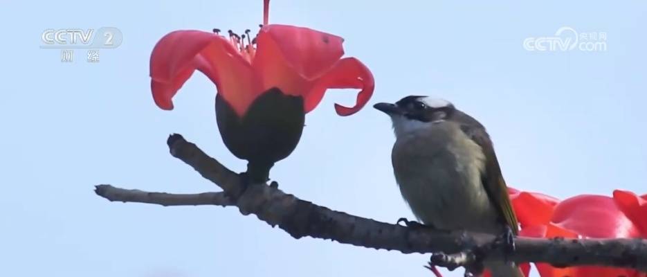 “美食+非遺”融入春日賞花之旅 各地搶抓“美麗經(jīng)濟”流量紅利促消費
