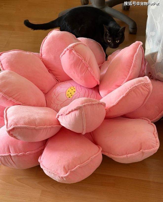 原創(chuàng)花重金買蓮花座貓窩，貓咪卻死活不肯上去：還不如快遞紙箱呢！