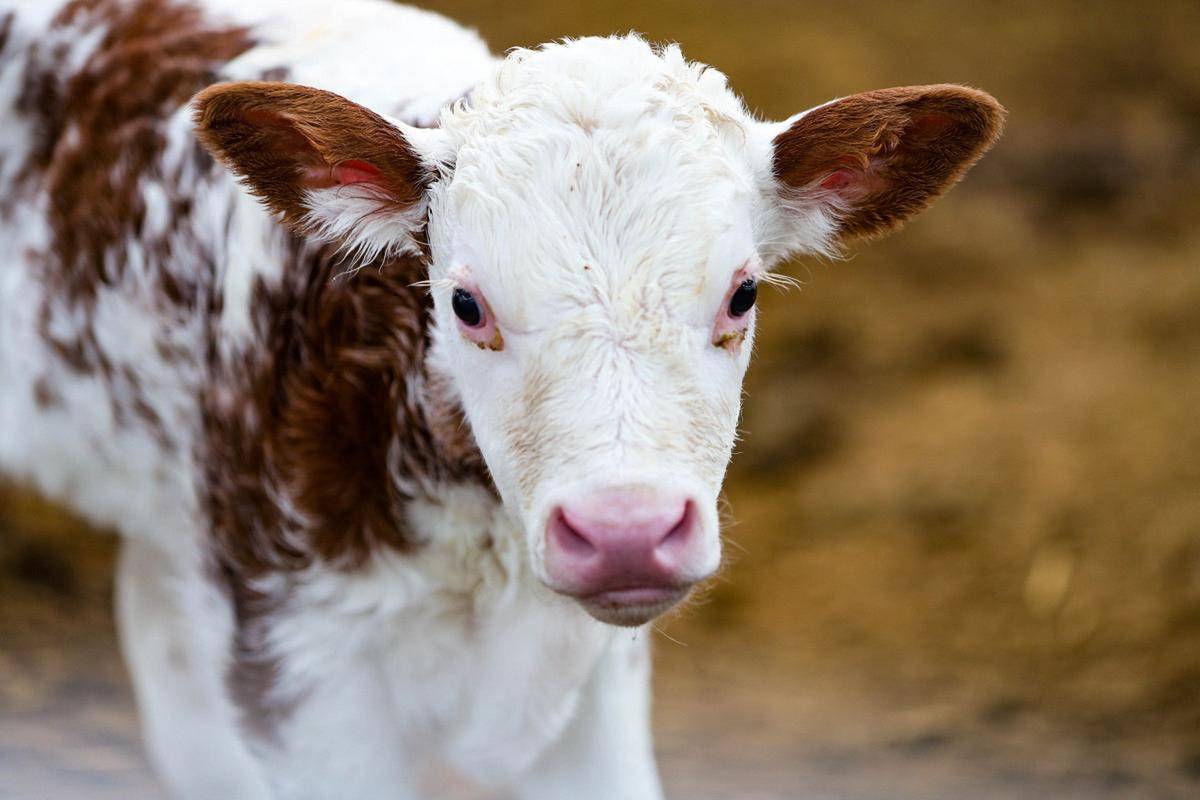 牛吃喝正常拉稀怎么辦？常見(jiàn)原因+簡(jiǎn)單處理方法，收藏備用！