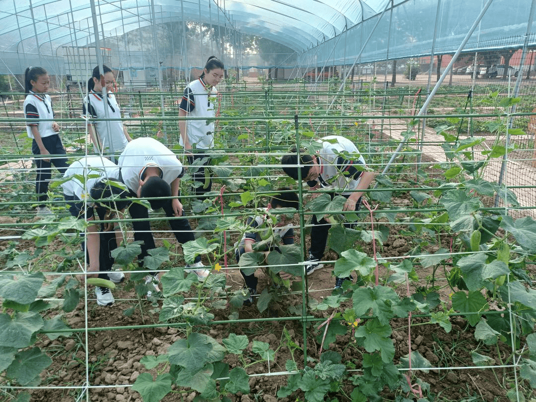 沾化區(qū)下洼鎮(zhèn)第一小學(xué)以“小切口”做實(shí)立德樹人“大文章”