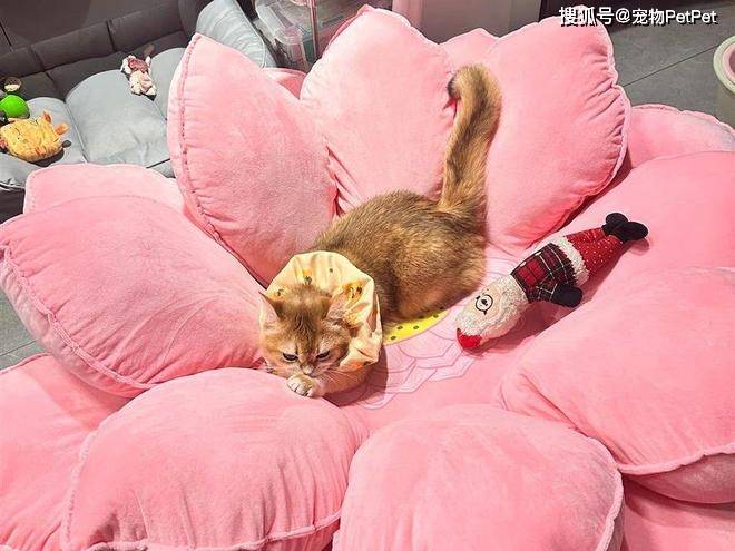 原創(chuàng)花重金買蓮花座貓窩，貓咪卻死活不肯上去：還不如快遞紙箱呢！