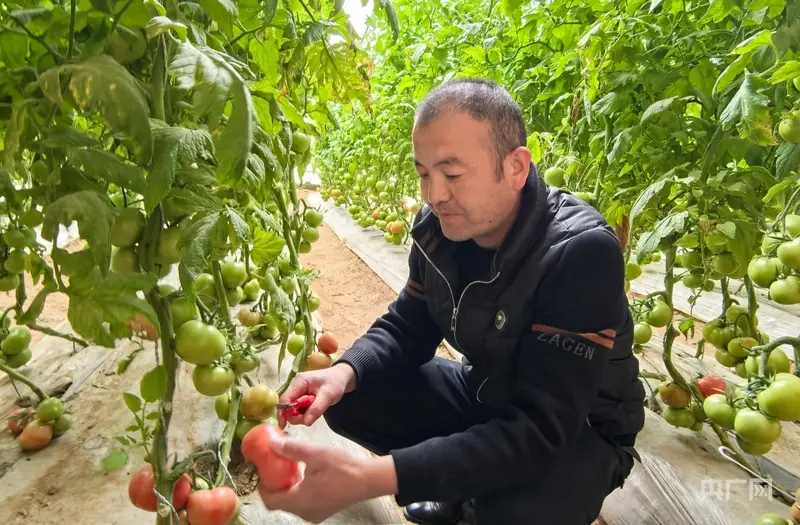 寧夏銀川：常態(tài)化幫扶精準(zhǔn)發(fā)力 移民鄉(xiāng)村繪就增收致富新圖景