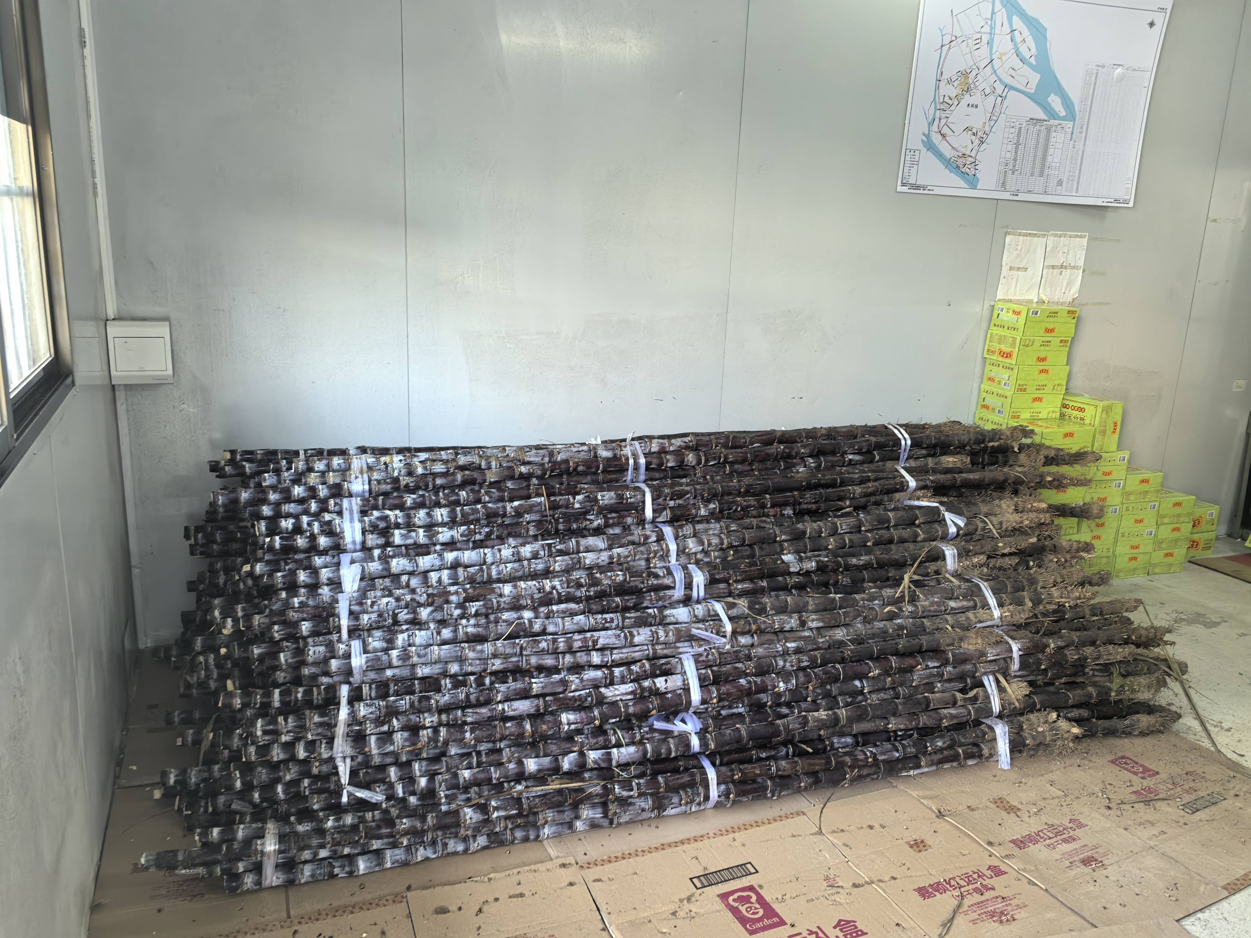 法治助農(nóng)，共享甘甜！黃閣將愛心甘蔗送給“城市美容師”