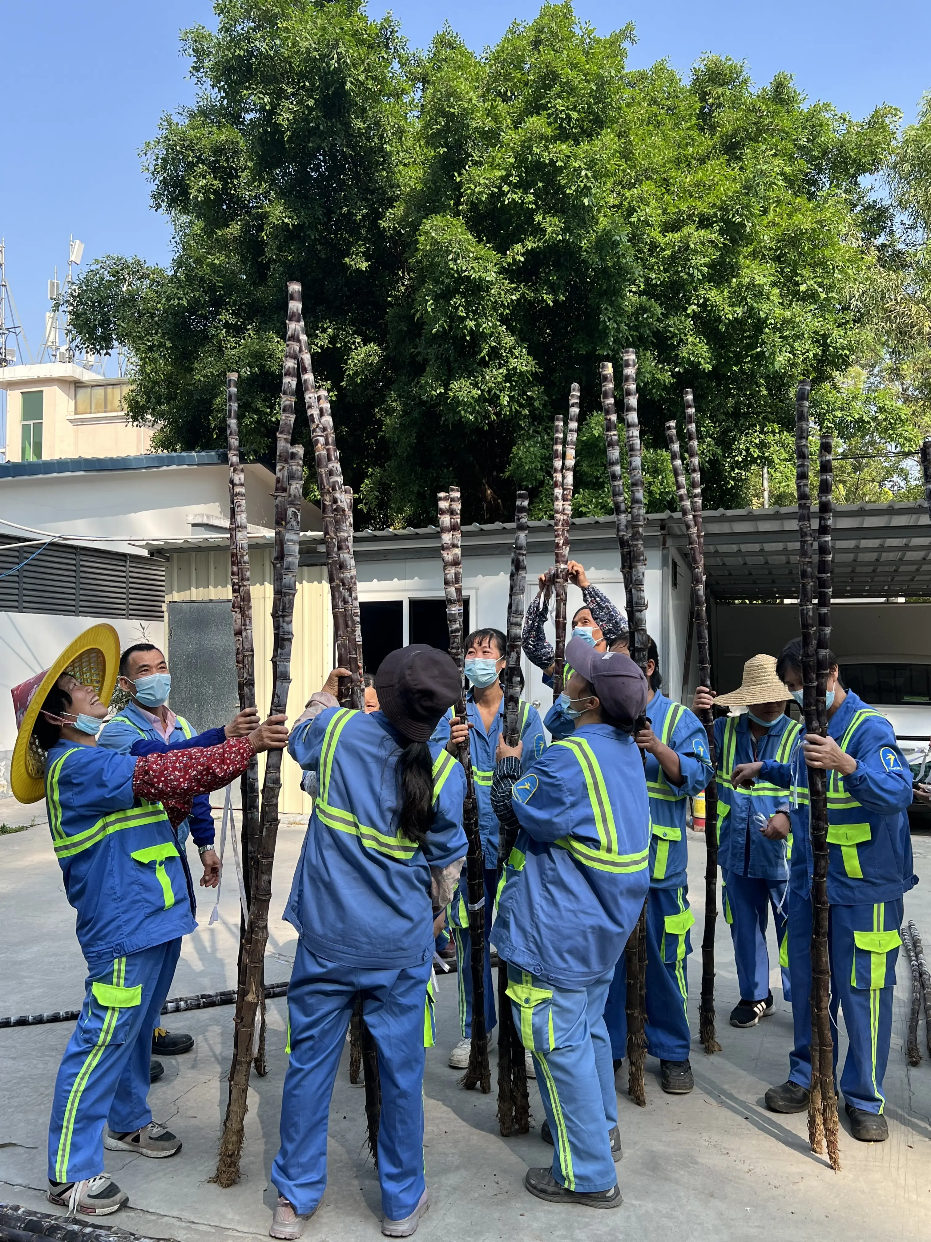 法治助農(nóng)，共享甘甜！黃閣將愛心甘蔗送給“城市美容師”