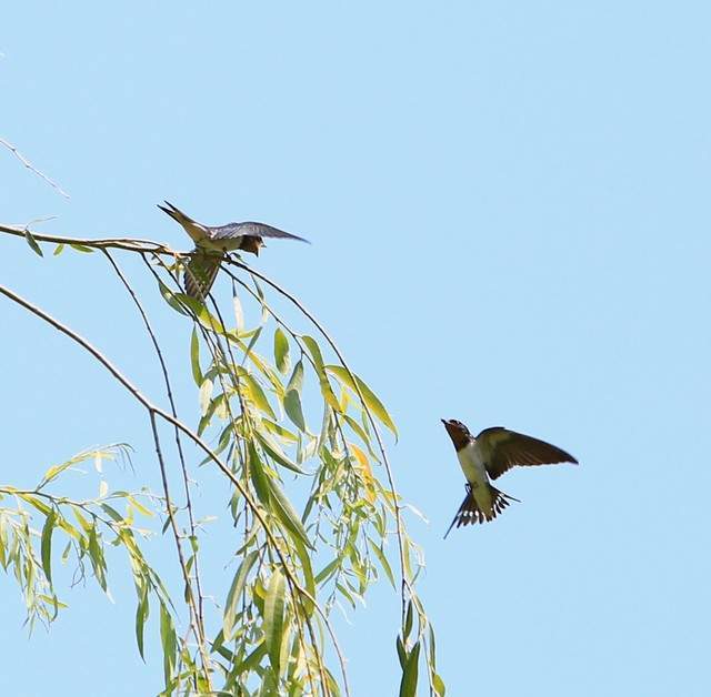 詩意江城：人間有浄土，春色最怡情——詩人言為心聲最新詩歌欣賞