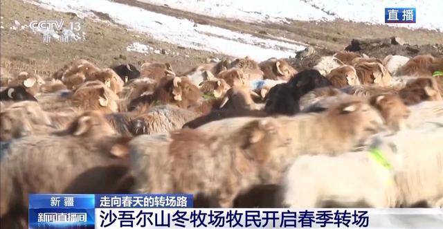 20萬余頭牛羊“搬家”進(jìn)行中 阿勒泰春季轉(zhuǎn)場(chǎng)有多壯觀