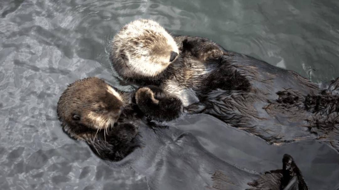 加國移民積壓跌破百萬：“虛假繁榮”背后的 PR隱憂