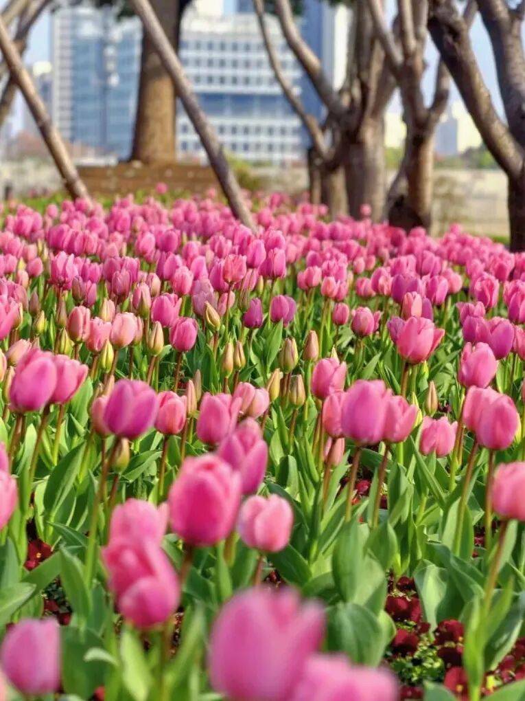 3條絕美騎行線，收藏春日上海！