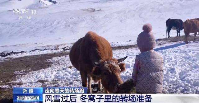 20萬余頭牛羊“搬家”進(jìn)行中 阿勒泰春季轉(zhuǎn)場(chǎng)有多壯觀