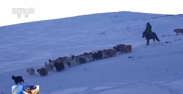 20萬余頭牛羊“搬家”進(jìn)行中 阿勒泰春季轉(zhuǎn)場(chǎng)有多壯觀