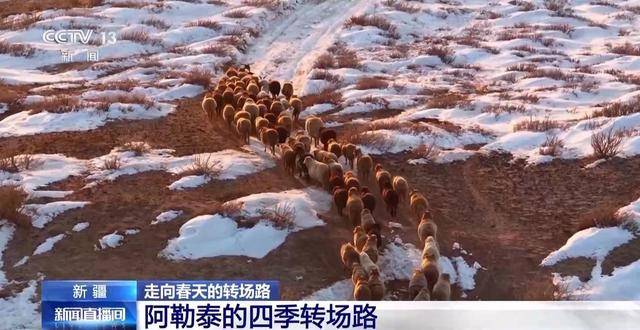 20萬余頭牛羊“搬家”進(jìn)行中 阿勒泰春季轉(zhuǎn)場(chǎng)有多壯觀