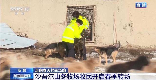 20萬余頭牛羊“搬家”進(jìn)行中 阿勒泰春季轉(zhuǎn)場(chǎng)有多壯觀