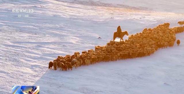 20萬余頭牛羊“搬家”進(jìn)行中 阿勒泰春季轉(zhuǎn)場(chǎng)有多壯觀