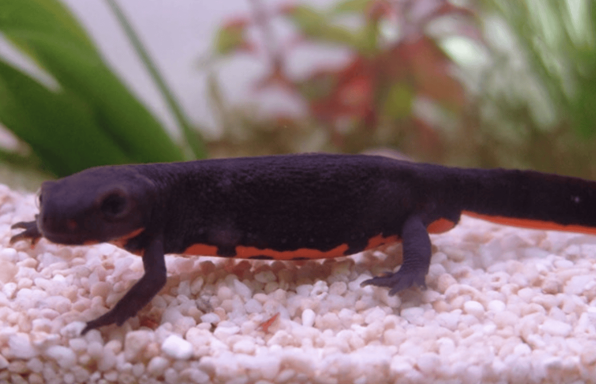 西安一家長(zhǎng)曝小學(xué)生校門口買“小火龍魚”后嘔吐中毒，鄠邑區(qū)多部門介入調(diào)查