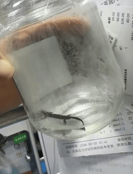 西安一家長(zhǎng)曝小學(xué)生校門口買“小火龍魚”后嘔吐中毒，鄠邑區(qū)多部門介入調(diào)查