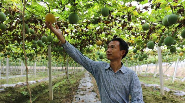 原創(chuàng)農(nóng)民在農(nóng)村種植致富1年掙30萬，他分享農(nóng)業(yè)經(jīng)驗(yàn)，歡迎收藏！