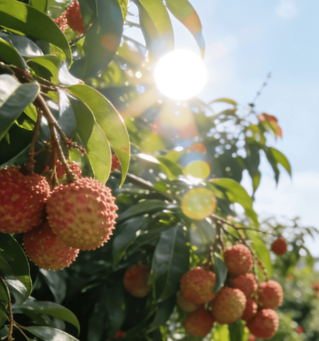 原創(chuàng)基因破局、科技護航：荔枝“大小年”魔咒，該終結了！